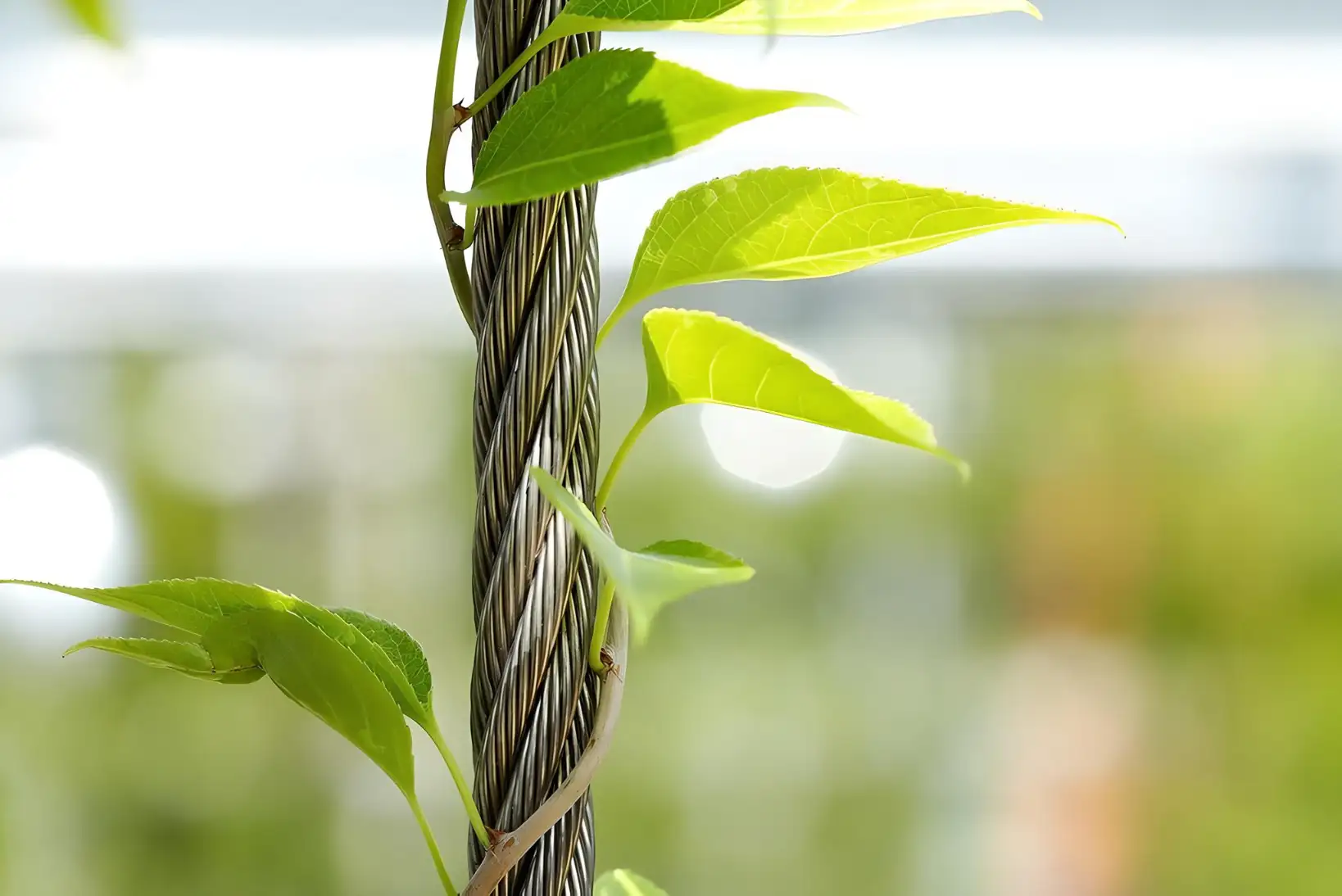 Preview of Rope Systems placement.